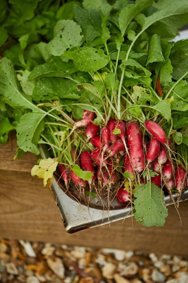 Hotel The Methuen Arms Corsham Esterno foto Radishes